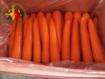 Fresh Carrot 316